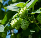 Hopfen und Malz, Gott erhalt’s. Zum Wohlsein! Hopfen und Malz, Gott erhalt’s. Zum Wohlsein!